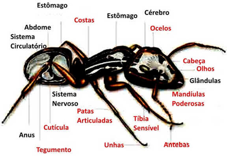 Formigas