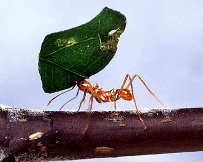 Formigas Cortadeiras