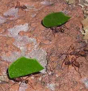 Formigas Cortadeiras