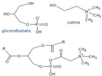 Fosfolipídios