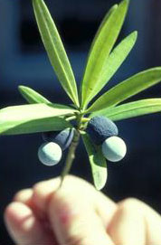 Eixo carnoso e colorido, onde a semente fica inserida, em uma espécie de Podocarpus