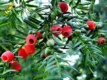 Arilo vermelho em volta da semente de uma espécie do gênero Taxus