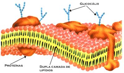 Glicocálix
