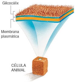 Glicocálix