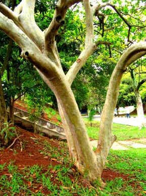 Goiabeira