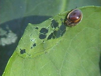 Herbivoria