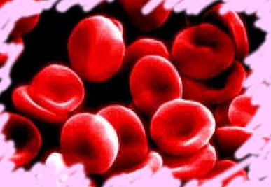 Hematologia