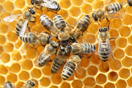himenopteros-1