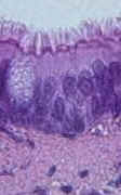 Histologia Animal