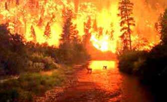 Incêndios Florestais