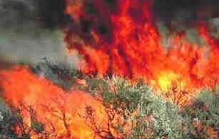 Incêndios Florestais