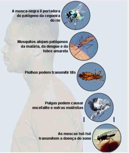Insetos Transmissores de Doenças