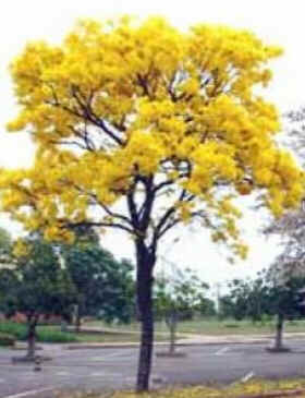 Ipê Amarelo
