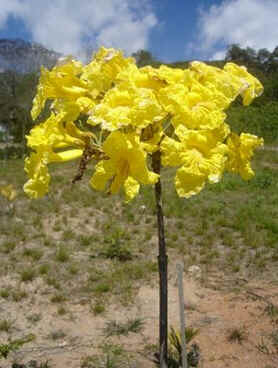 Ipê Amarelo