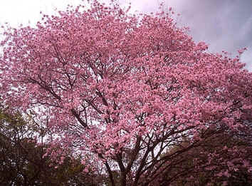 Ipê-Rosa