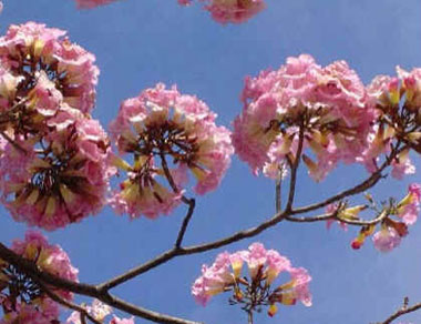 Ipê-Rosa