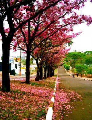Ipê-Rosa