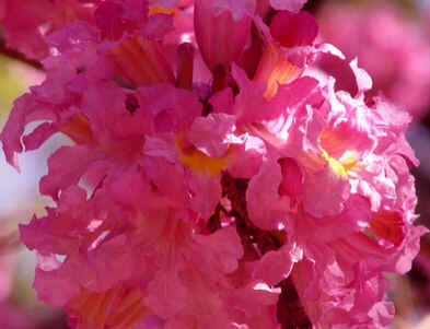 Ipê-Rosa
