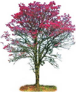 Ipê-Rosa