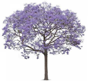Jacarandá