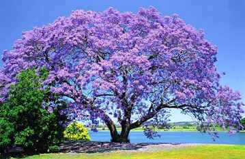 Jacarandá