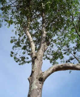 Jacarandá