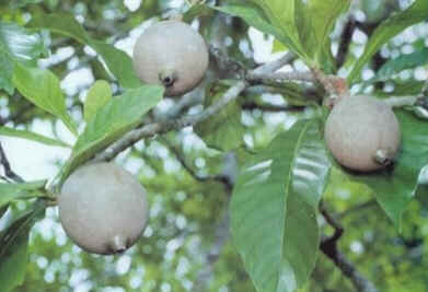 Jenipapeiro