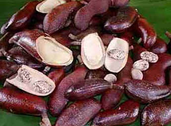 Jatobá