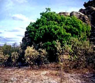 Juazeiro