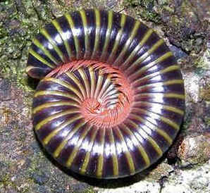 Lacraias