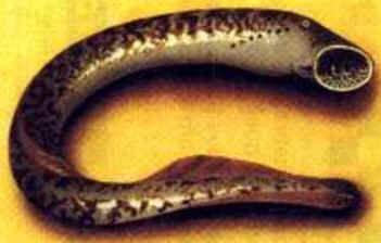 Lampréia