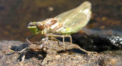 Libélula Libélula