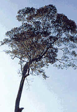 Maçaranduba