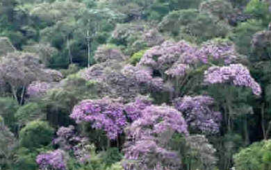 Manacá da Serra