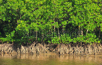 Mangue Preto