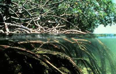Mangue Preto