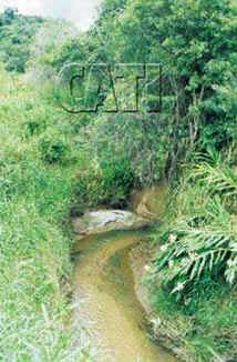 Mata Ciliar Mata Ciliar