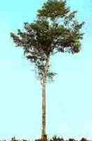 Mata Ciliar Mata Ciliar