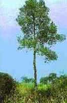 Mata Ciliar Mata Ciliar