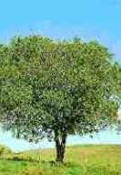 Mata Ciliar Mata Ciliar