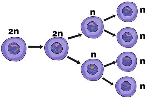 Meiose Meiose