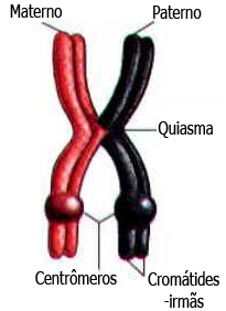 Meiose Meiose