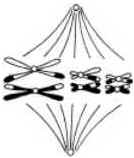 Meiose Meiose