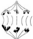 Meiose Meiose