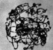 Meiose Meiose