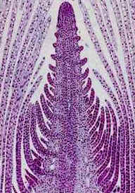 Meristema apical caulinar de Elodea Meristema apical caulinar de Elodea