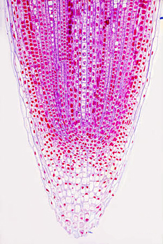 Meristema apical radicular de Elodea Meristema apical radicular de Elodea