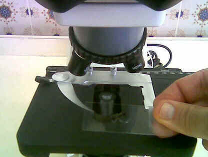 Microscópio Óptico Microscópio Óptico