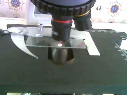 Microscópio Óptico Microscópio Óptico