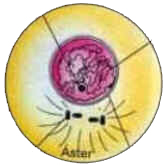 Mitose